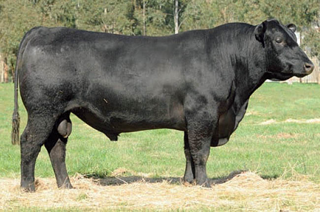 LARGO FULL HOUSE F12